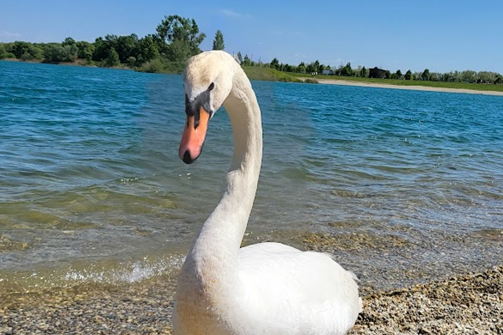 Weißer Schwan am Kiesufer eines türkisfarbenen Sees, mit Bäumen und einem Strand im Hintergrund